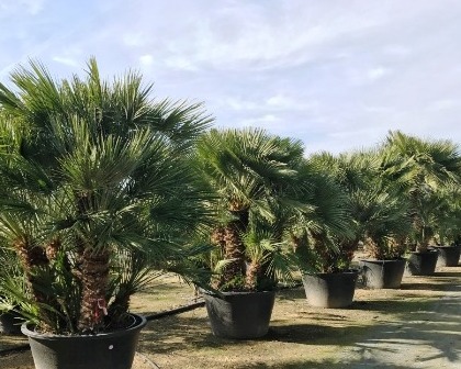 Chamaerops humilis